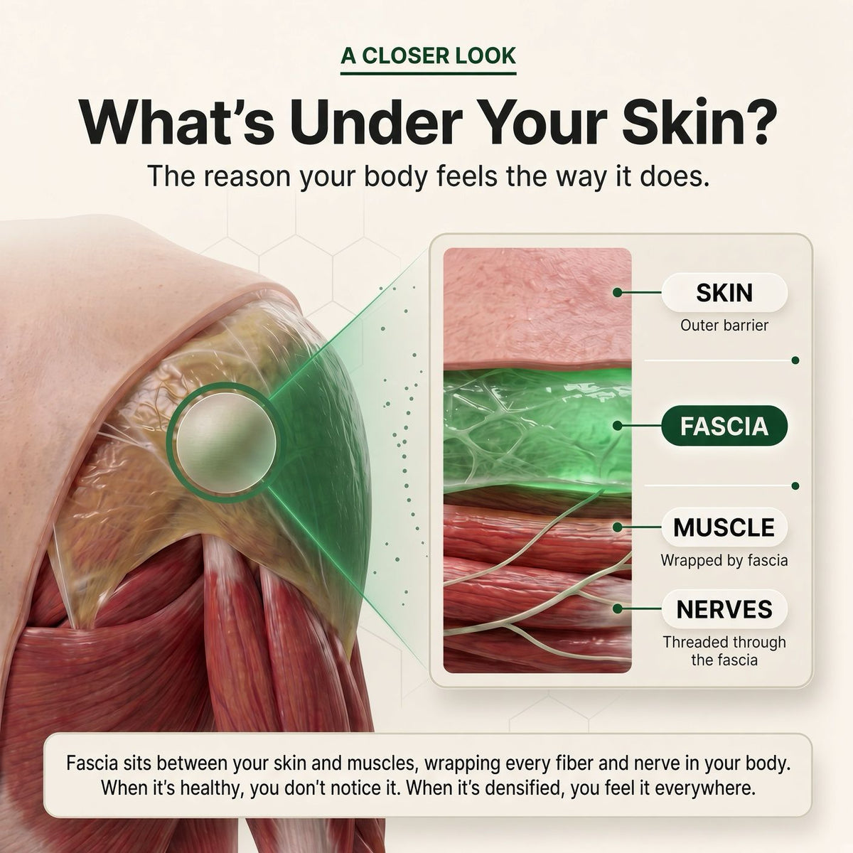 TrueForm® Revaliss Lab Fascia Release -