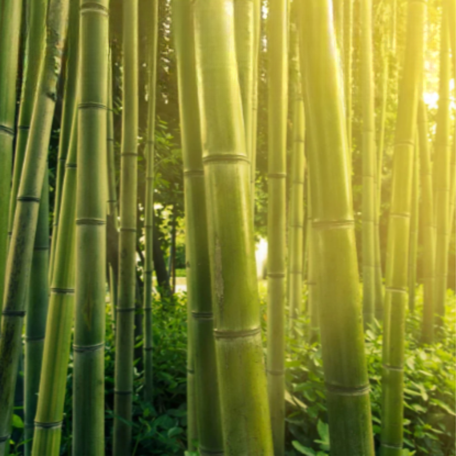 Silica (from Bamboo Extract)