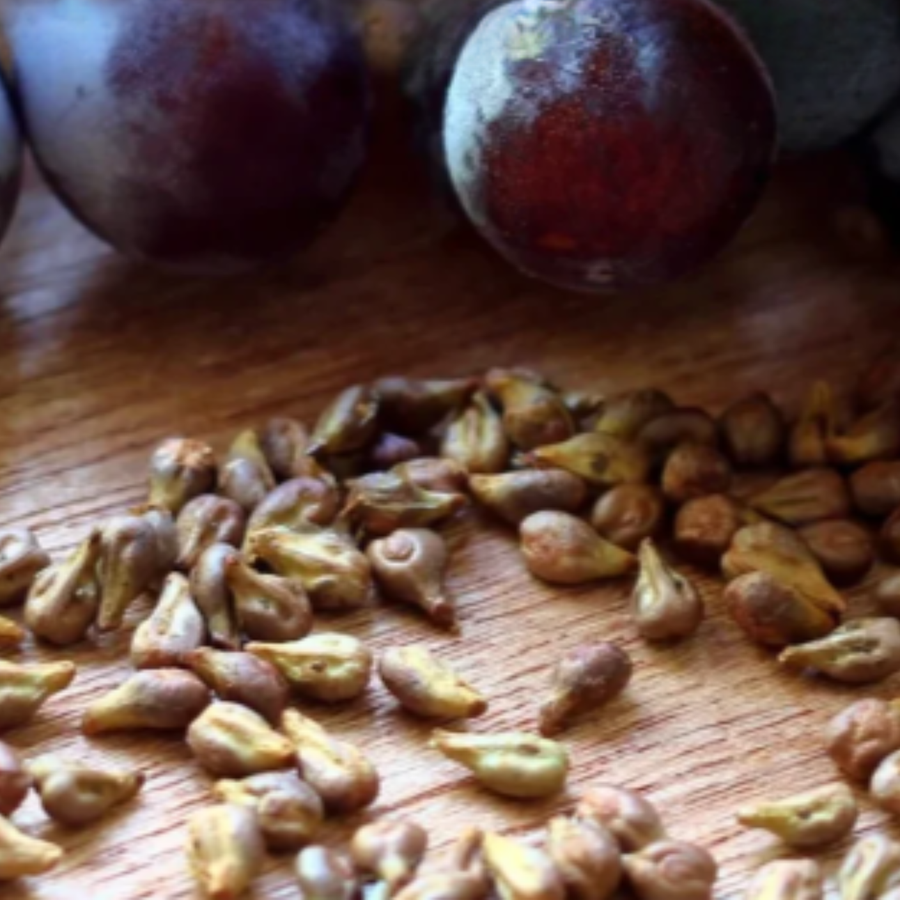 Grape Seed Extract (95% Proanthocyanidins)