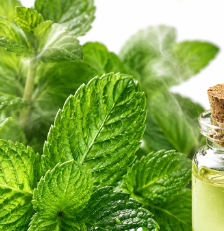 Aceite de menta