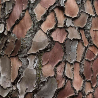 Pine Bark Extract (95% Proanthocyanidins)