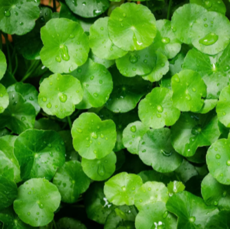 Gotu Kola Extract