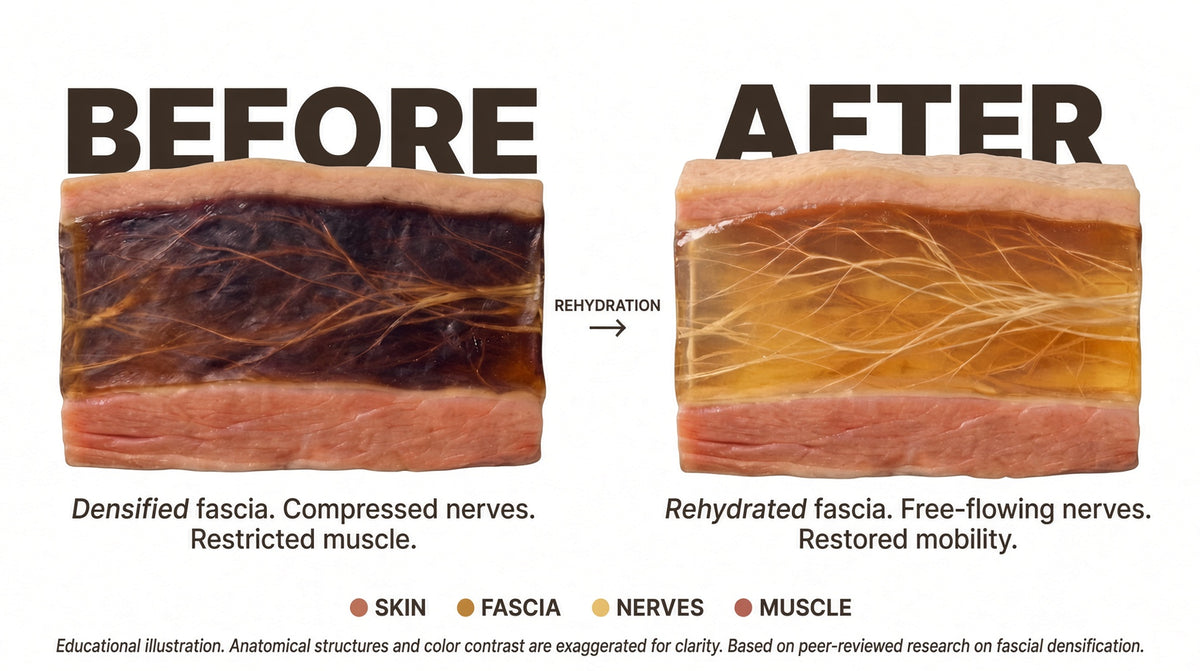 The Fascia Layer